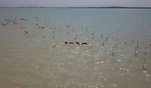 Arin Gölü'nde flamingo şöleni - Resim: 1